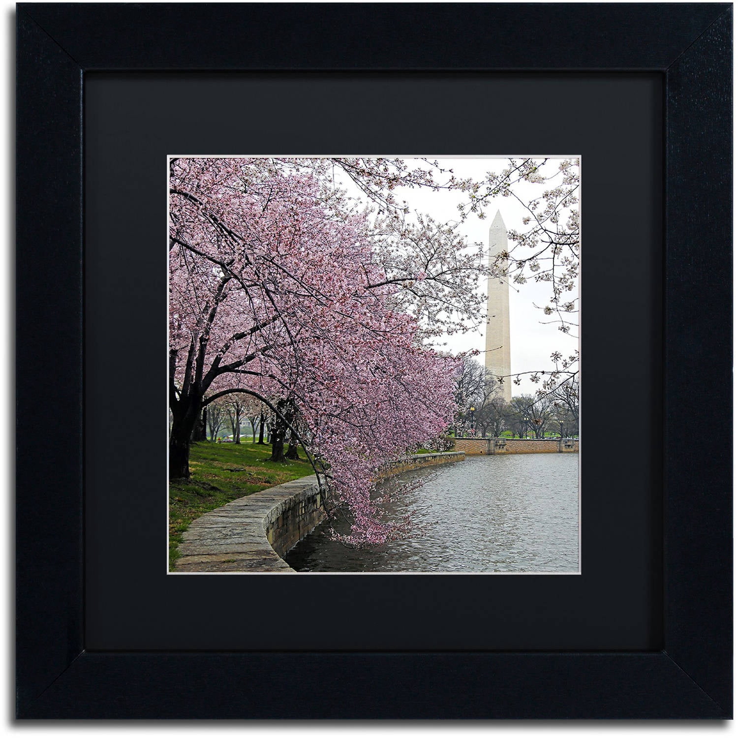 Trademark Fine Art "Washington Blossoms" Canvas Art by CATeyes, Black Matte, Black Frame