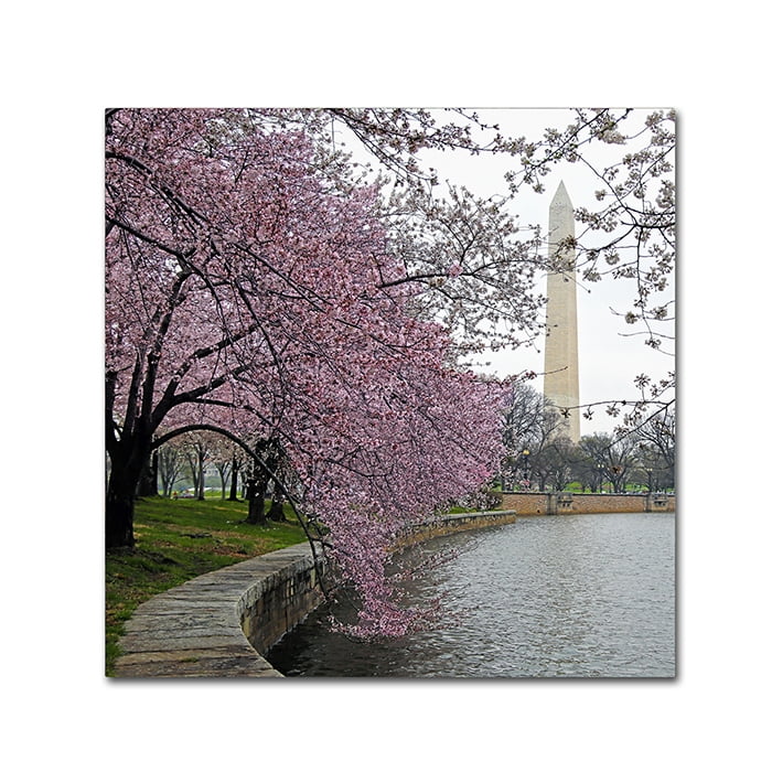 Trademark Fine Art "Washington Blossoms" Canvas Art by CATeyes