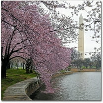 Trademark Fine Art "Washington Blossoms" Canvas Art by CATeyes