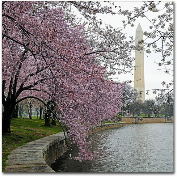 Trademark Fine Art "Washington Blossoms" Canvas Art by CATeyes