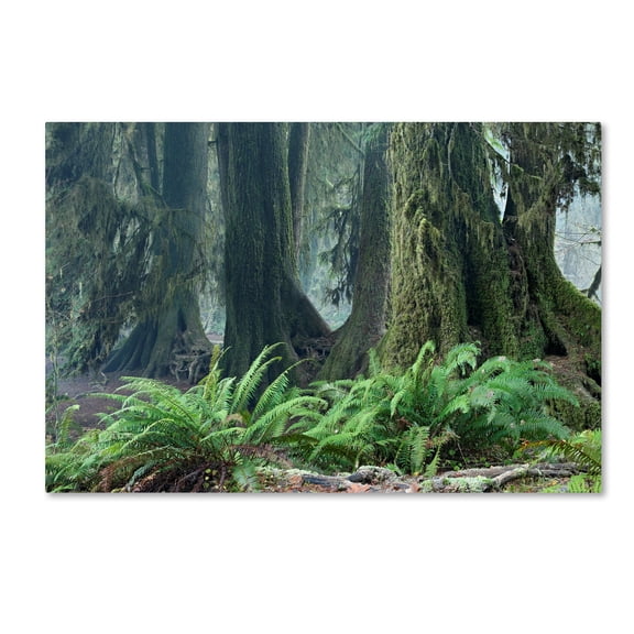 Trademark Fine Art 'Washington Olympic NP Foggy Ferns' Canvas Art by Mike Jones Photo