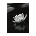 thumbnail image 1 of Trademark Fine Art 'Water Lily' Canvas Art by István Nagy, 1 of 3