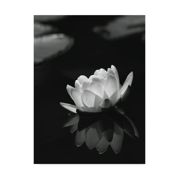 Trademark Fine Art 'Water Lily' Canvas Art by István Nagy