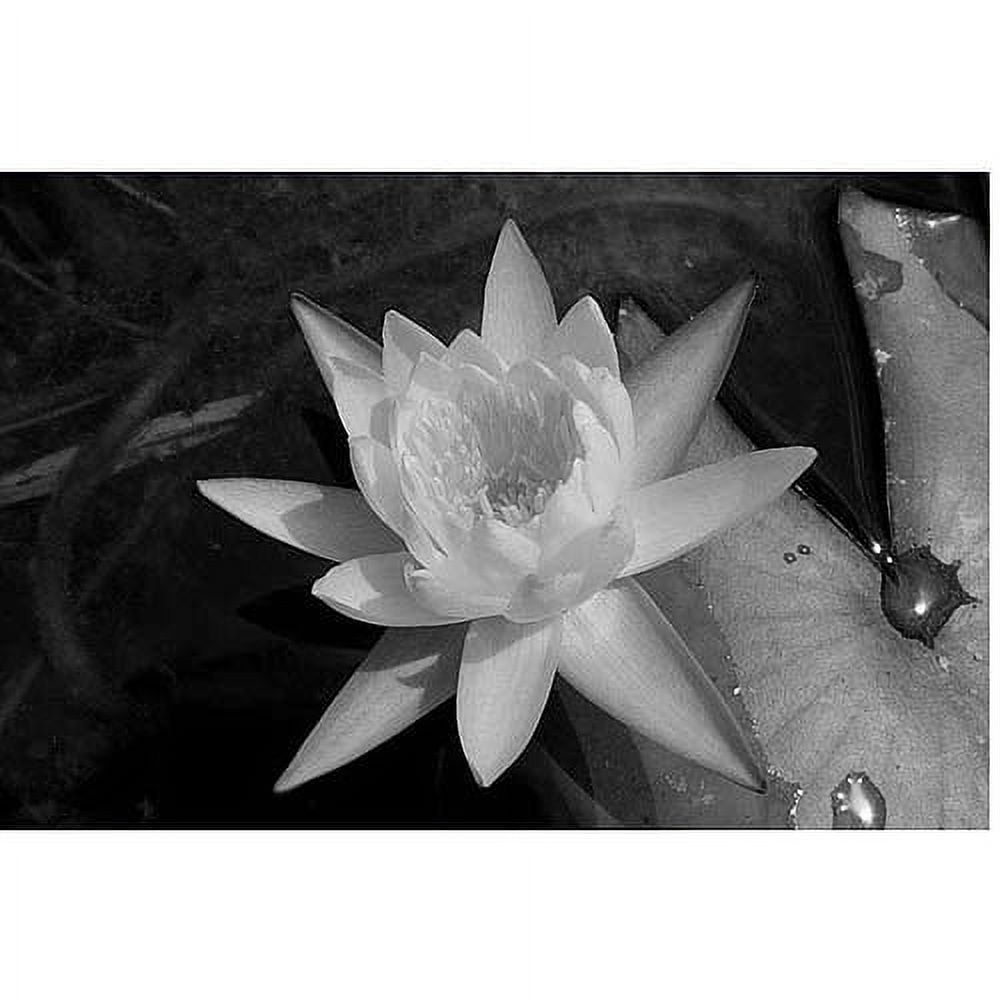 Trademark Fine Art "Water Lily" Canvas Art by Patty Tuggle