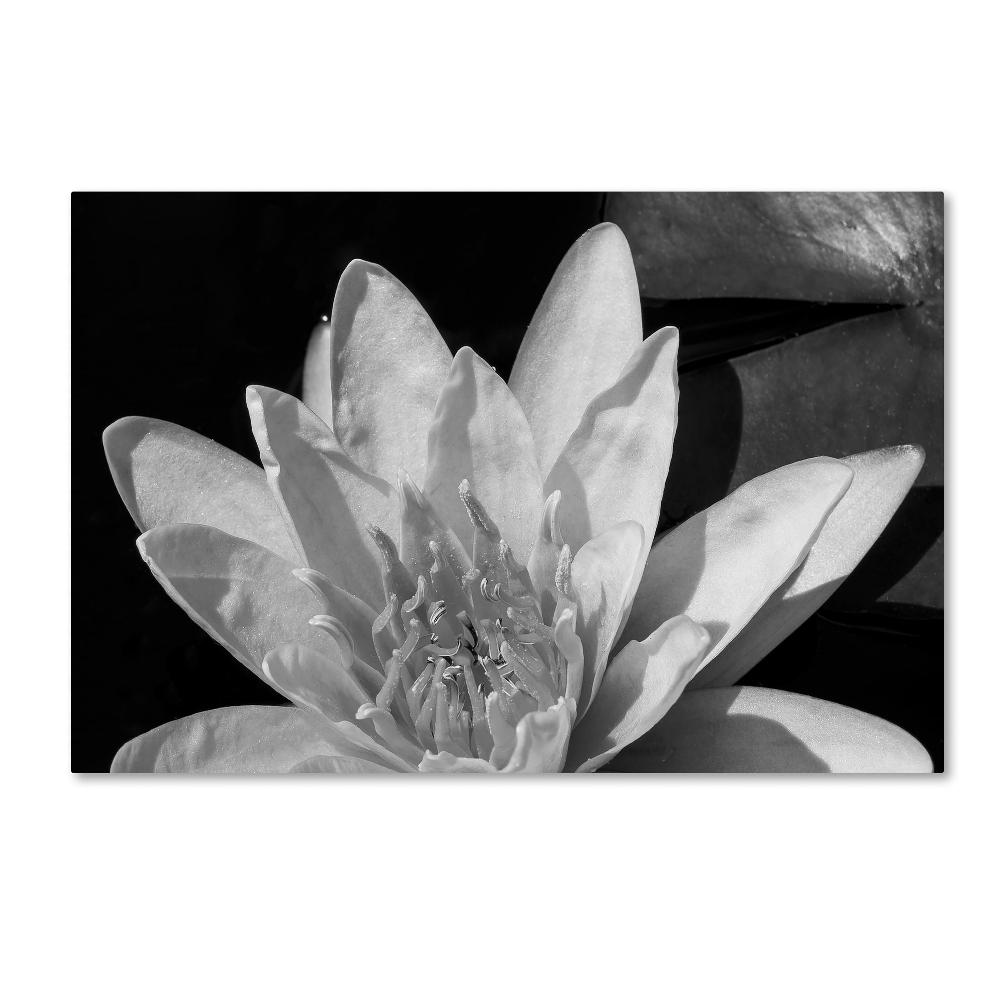 Trademark Fine Art "Water Lily in Black and White" Canvas Art by Kurt Shaffer