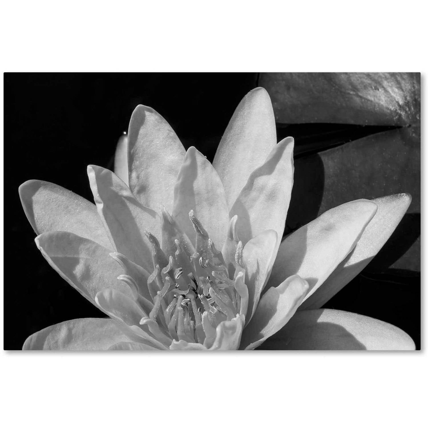 Trademark Fine Art "Water Lily in Black and White" Canvas Art by Kurt Shaffer