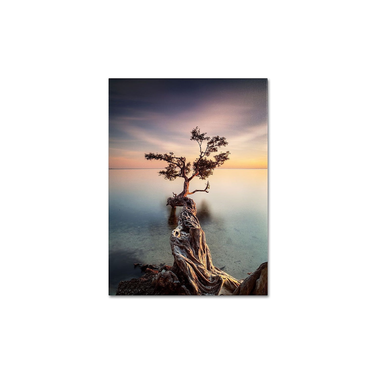 Trademark Fine Art "Water Tree III" Canvas Art by Moises Levy