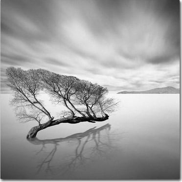 Trademark Fine Art "Water Tree VII" Canvas Art by Moises Levy