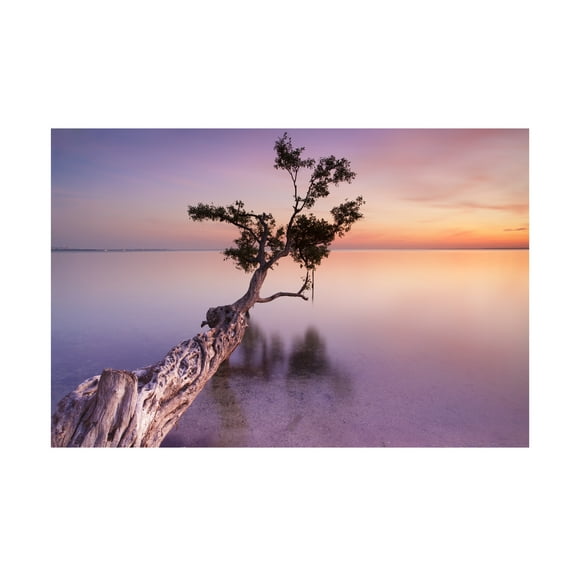 Trademark Fine Art "Water Tree XI" Canvas Art by Moises Levy