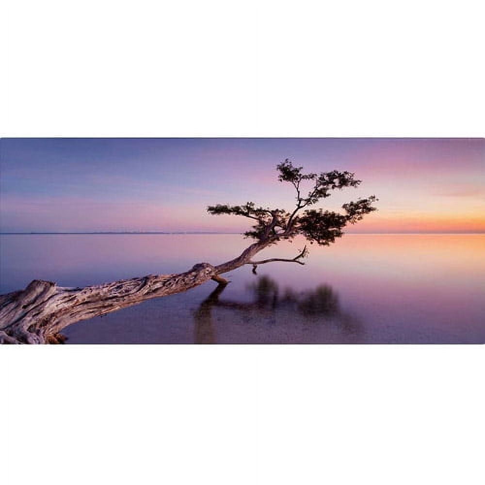 Trademark Fine Art "Water Tree XV" Canvas Art by Moises Levy