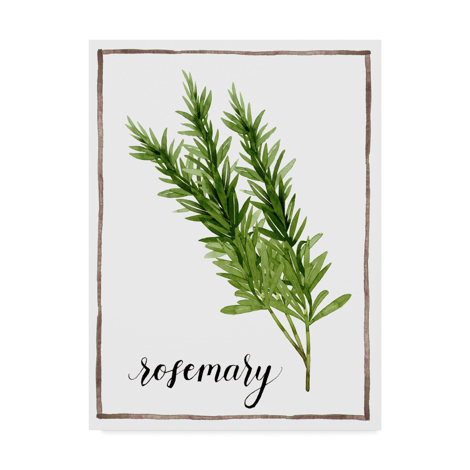 Trademark Fine Art 'Watercolor Herbs V' Canvas Art by Grace Popp