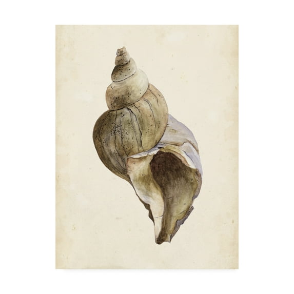 Trademark Fine Art 'Watercolor Seashell II' Canvas Art by Melissa Wang