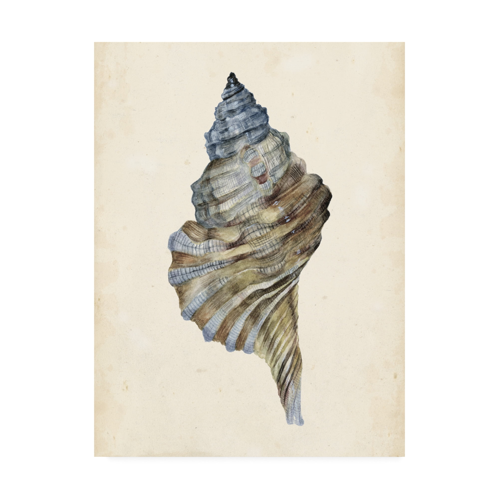 Trademark Fine Art 'Watercolor Seashell III' Canvas Art by Melissa Wang
