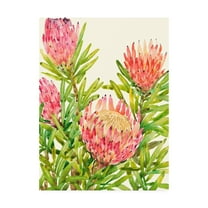 Trademark Fine Art 'Watercolor Tropical Flowers II' Canvas Art by Tim OToole