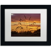 Trademark Fine Art "Weeds" Canvas Art by Jason Shaffer, White Matte, Black Frame