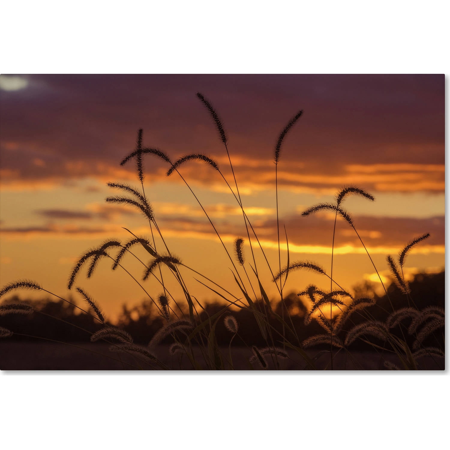 Trademark Fine Art "Weeds" Canvas Art by Jason Shaffer