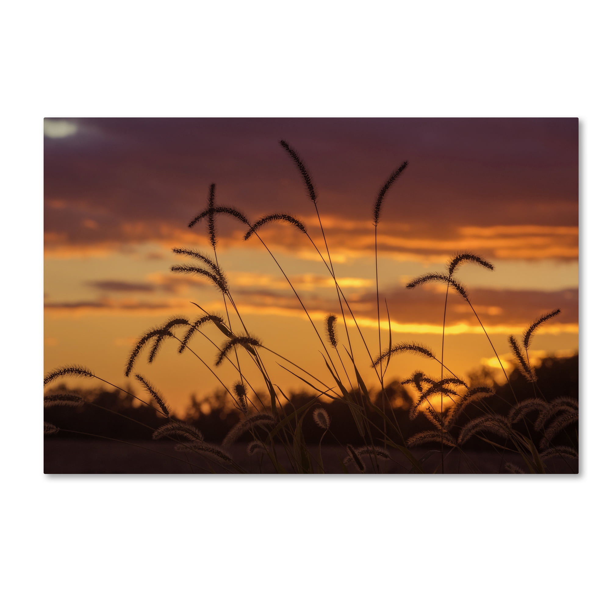 Trademark Fine Art "Weeds" Canvas Art by Jason Shaffer