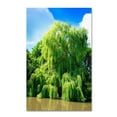 thumbnail image 1 of Trademark Fine Art "Weeping Willow" Canvas Art by Philippe Sainte-Laudy, 1 of 4