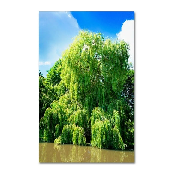 Trademark Fine Art "Weeping Willow" Canvas Art by Philippe Sainte-Laudy