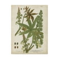 thumbnail image 1 of Trademark Fine Art 'Weinmann Tropical Plants I' Canvas Art by Johann Weinmann, 1 of 4