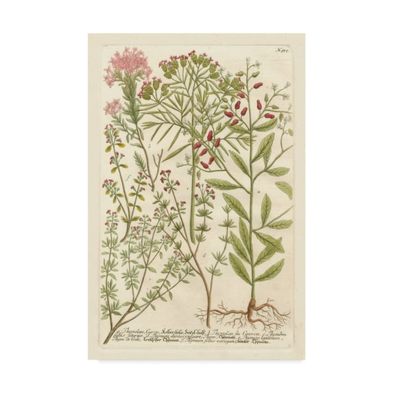 Trademark Fine Art 'Weinmanns Garden I' Canvas Art by Johann Weinmann
