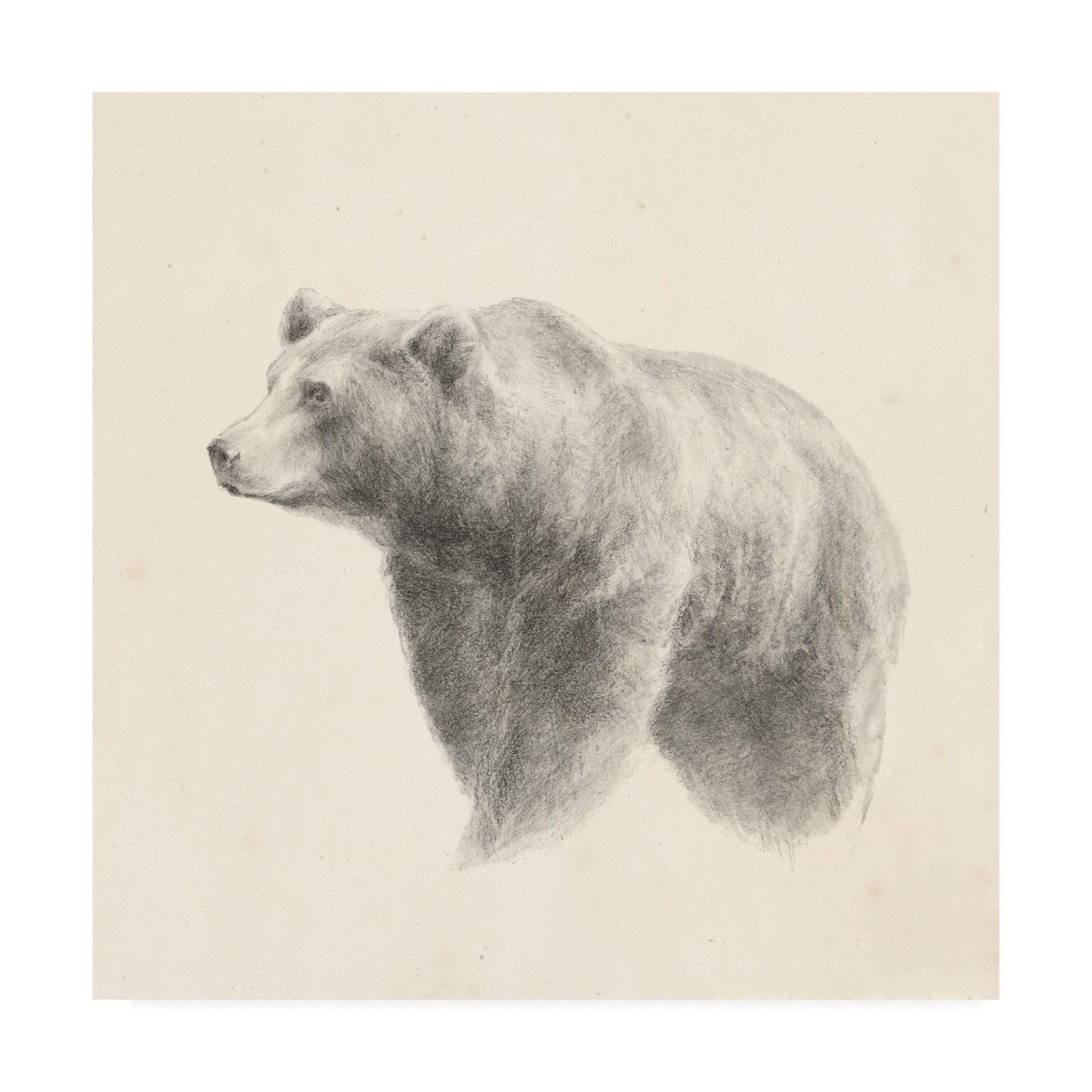 Trademark Fine Art 'Western Bear Study' Canvas Art by Ethan Harper