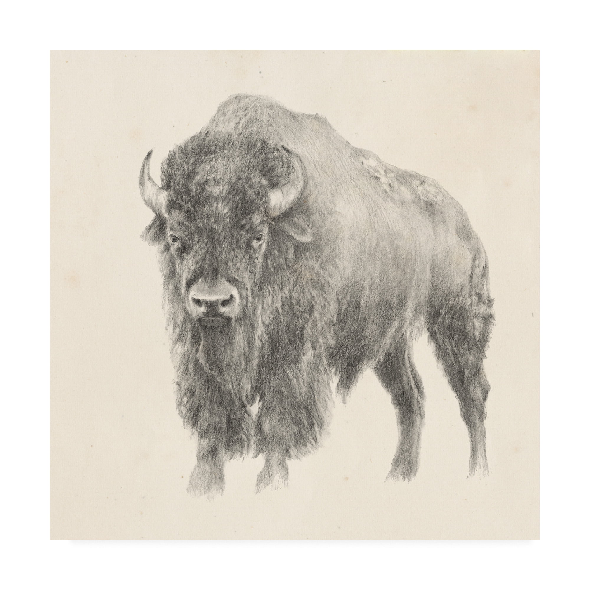 Western Bison Study Gray and White Canvas Art