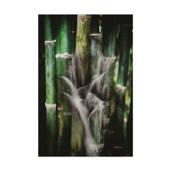 Trademark Fine Art 'Wet Bamboos' Canvas Art by Philippe Sainte-Laudy