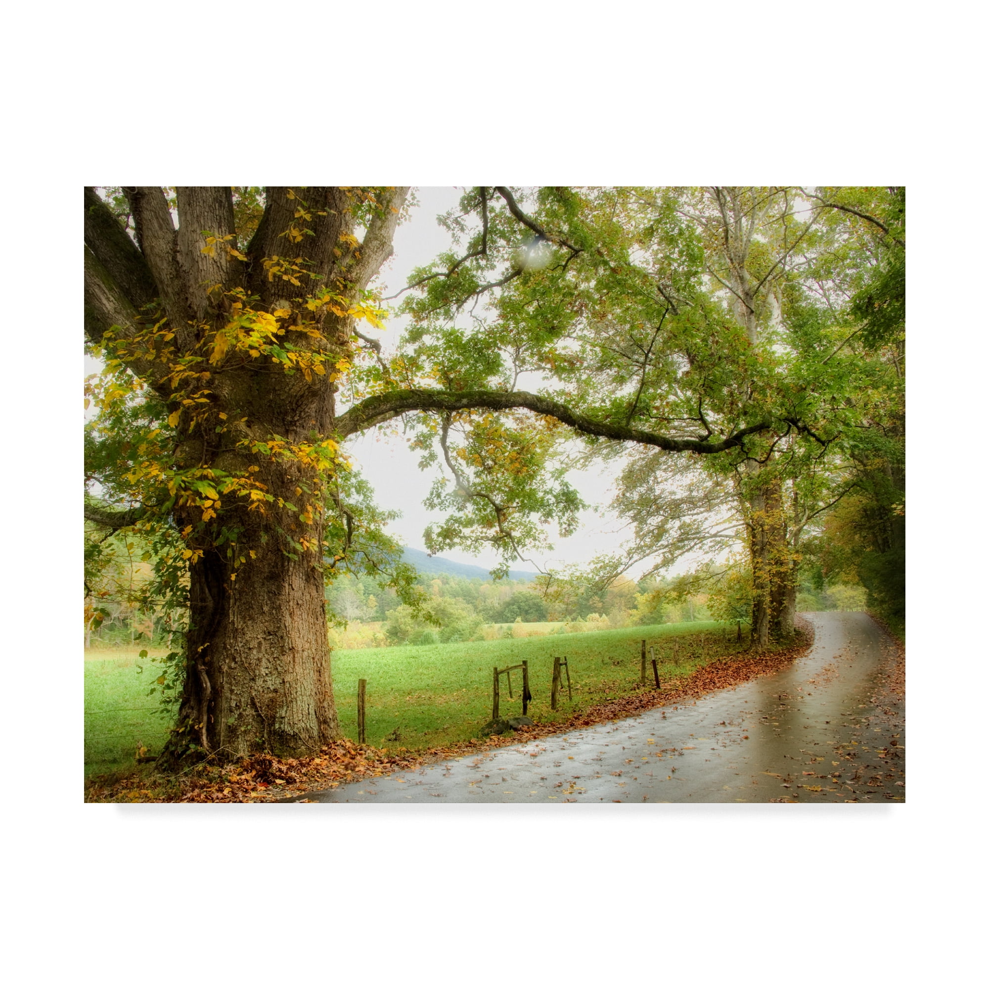 Trademark Fine Art 'Wet Path' Canvas Art by Danny Head