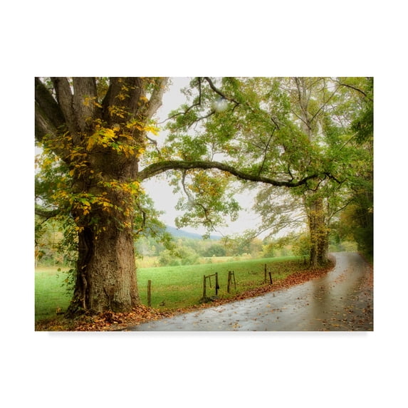 Trademark Fine Art 'Wet Path' Canvas Art by Danny Head