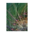 thumbnail image 1 of Trademark Fine Art 'Wetlands Vector II' Canvas Art by James Burghardt, 1 of 4