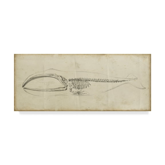 Trademark Fine Art 'Whale Study I' Canvas Art by Ethan Harper