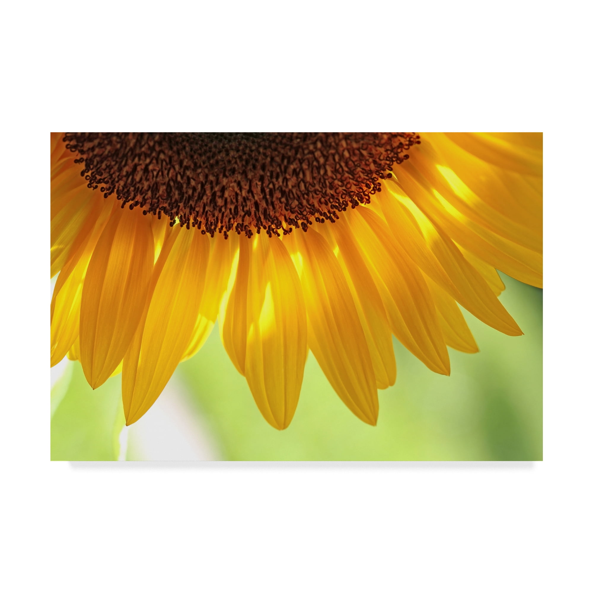 Large Yellow Sunflower Canvas Art, 12" x 19"