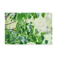 thumbnail image 1 of Trademark Fine Art 'When Summer Starts' Canvas Art by Incredi, 1 of 2