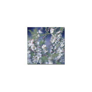 Trademark Fine Art "When You're in Her Garden" Canvas Art by Beata Czyzowska