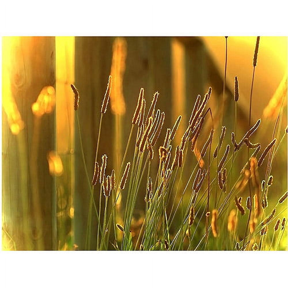 Trademark Fine Art "When the Sun Goes Down" Canvas Art by Beata Czyzowska