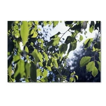 Trademark Fine Art "Whispers of Summer" Canvas Art by Beata Czyzowska Young