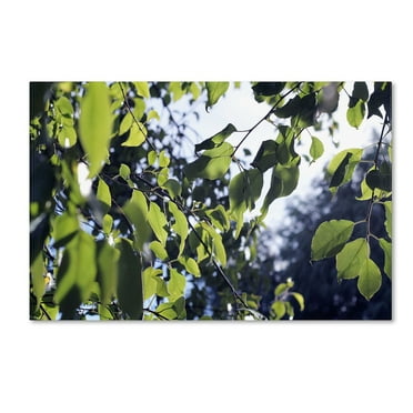 Trademark Fine Art "Whispers of Summer" Canvas Art by Beata Czyzowska Young