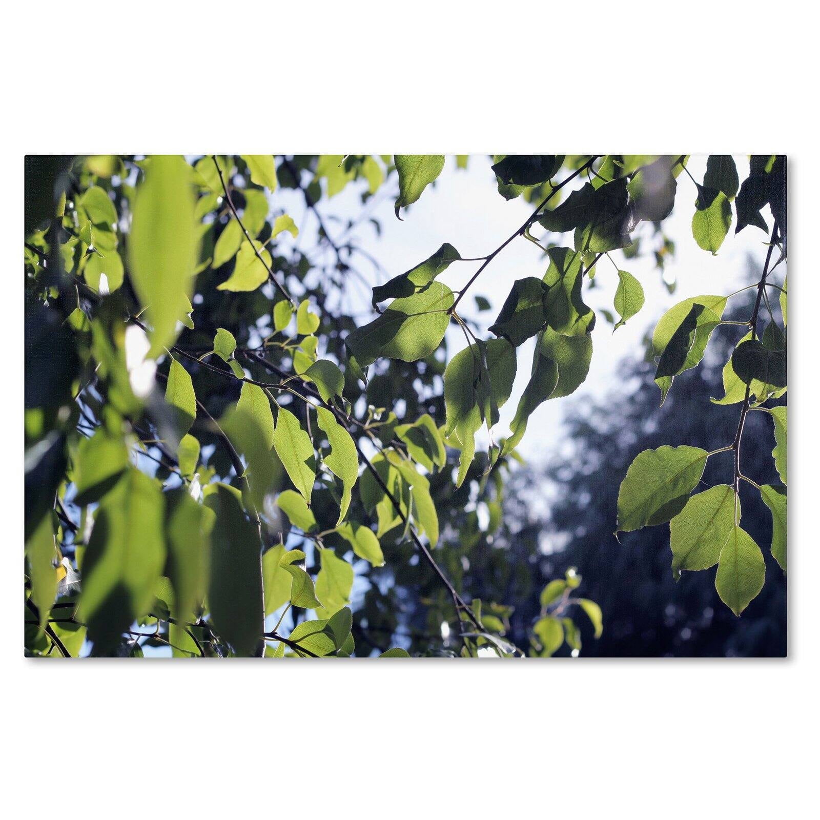 Trademark Fine Art "Whispers of Summer" Canvas Art by Beata Czyzowska Young