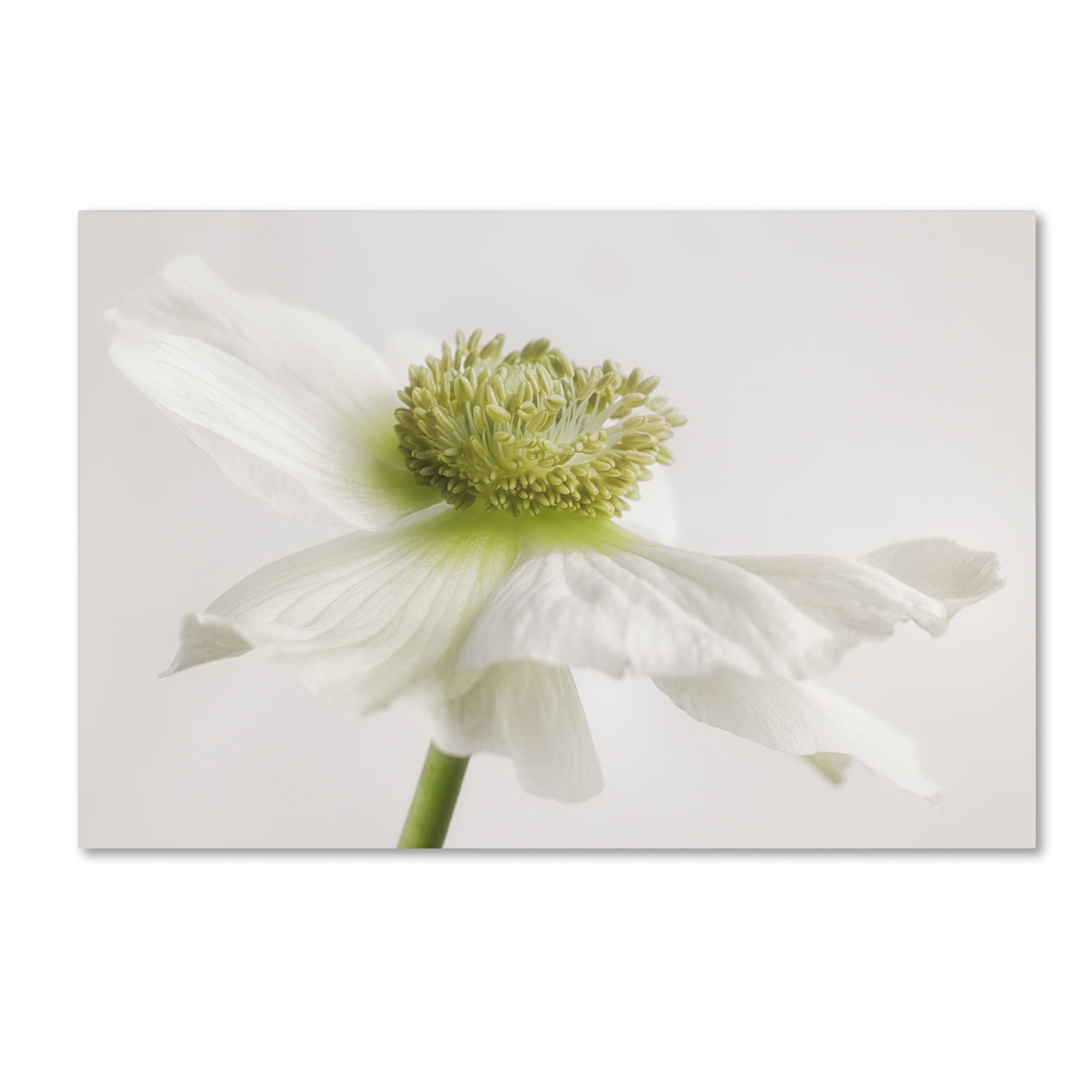 Trademark Fine Art 'White Anemone Flower' Canvas Art by Cora Niele