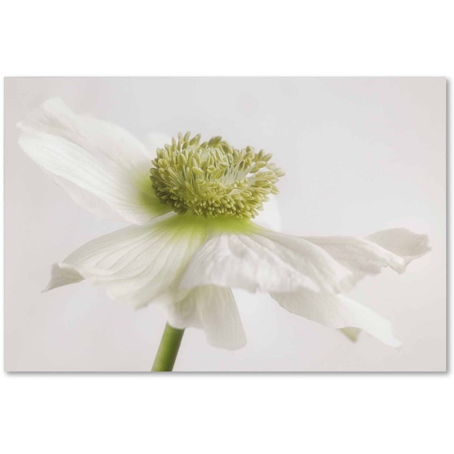 Trademark Fine Art 'White Anemone Flower' Canvas Art by Cora Niele