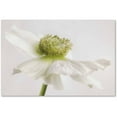 thumbnail image 1 of Trademark Fine Art 'White Anemone Flower' Canvas Art by Cora Niele, 1 of 4