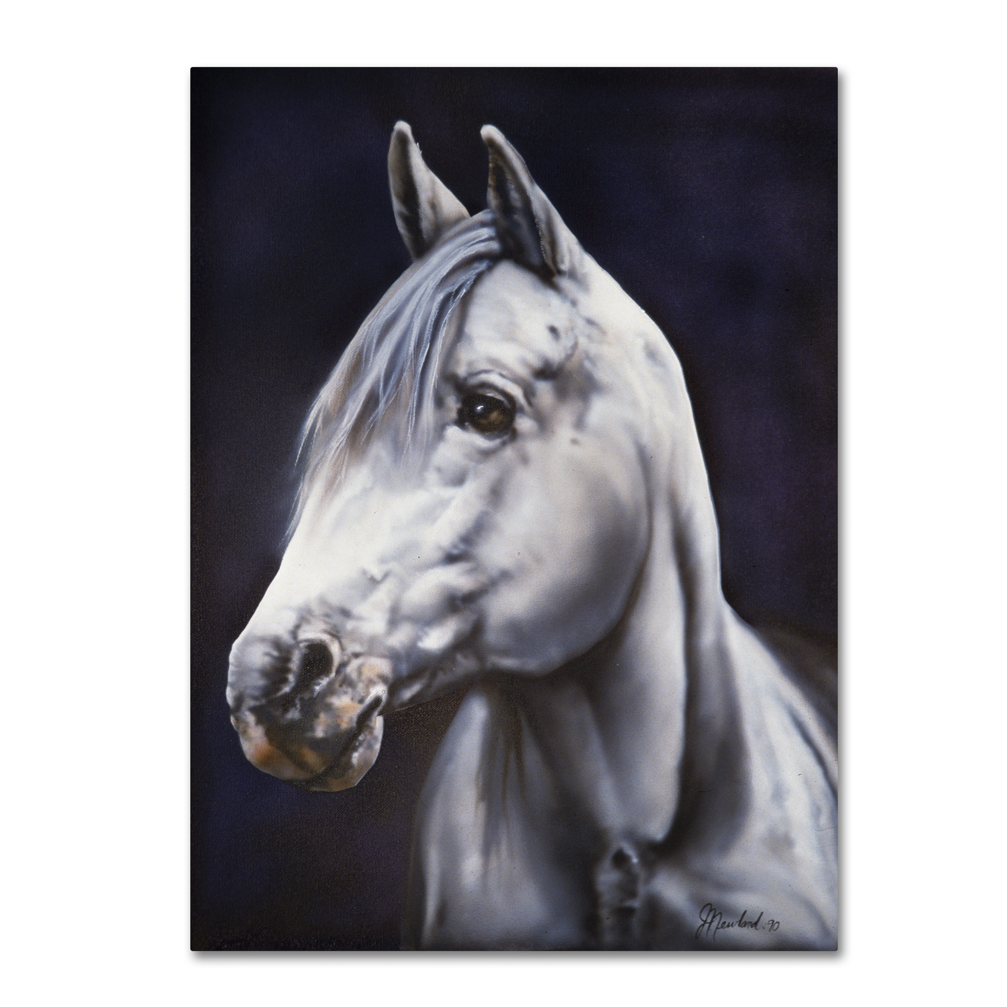 Trademark Fine Art 'White Arabian Stallion' Canvas Art by Jenny Newland