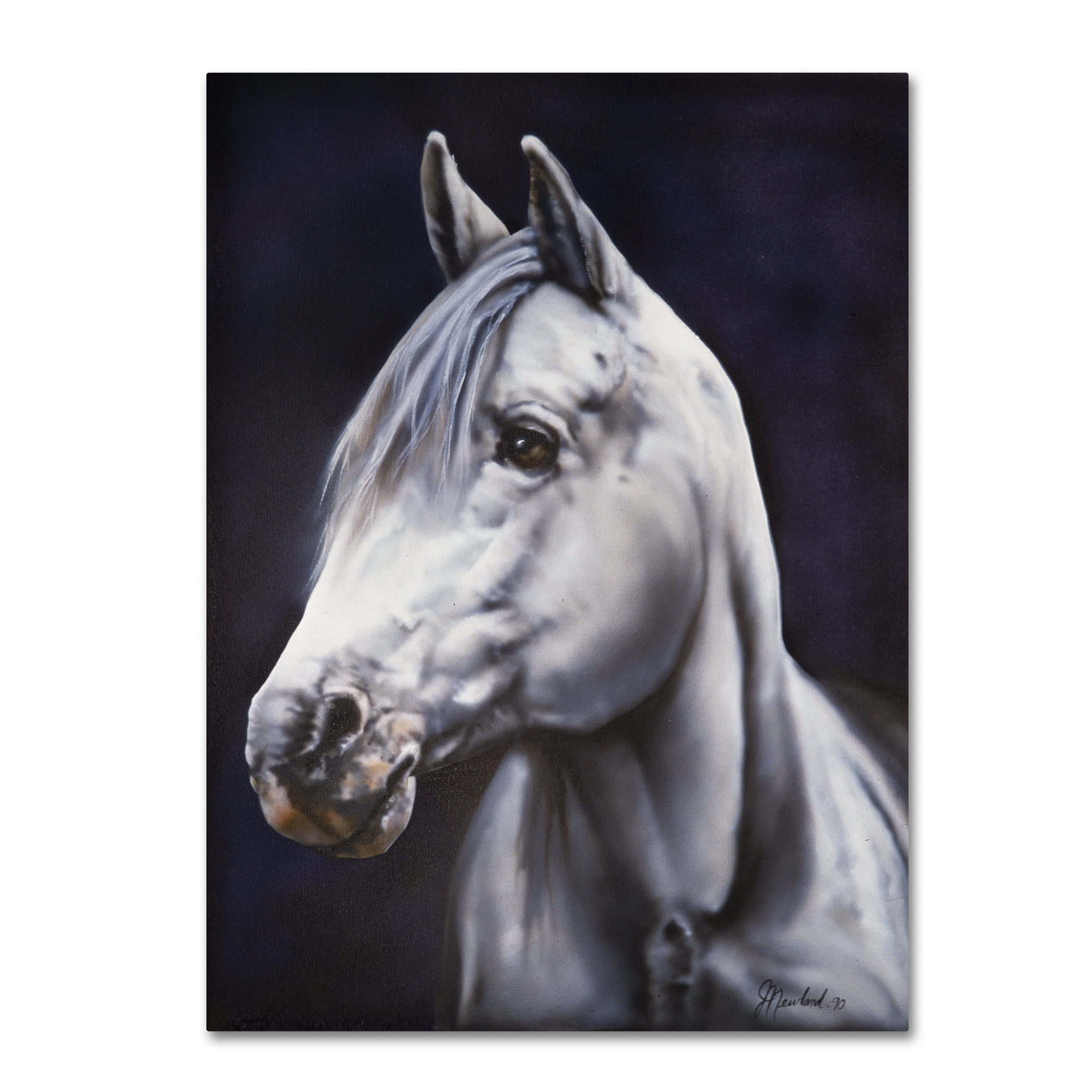 Trademark Fine Art 'White Arabian Stallion' Canvas Art by Jenny Newland