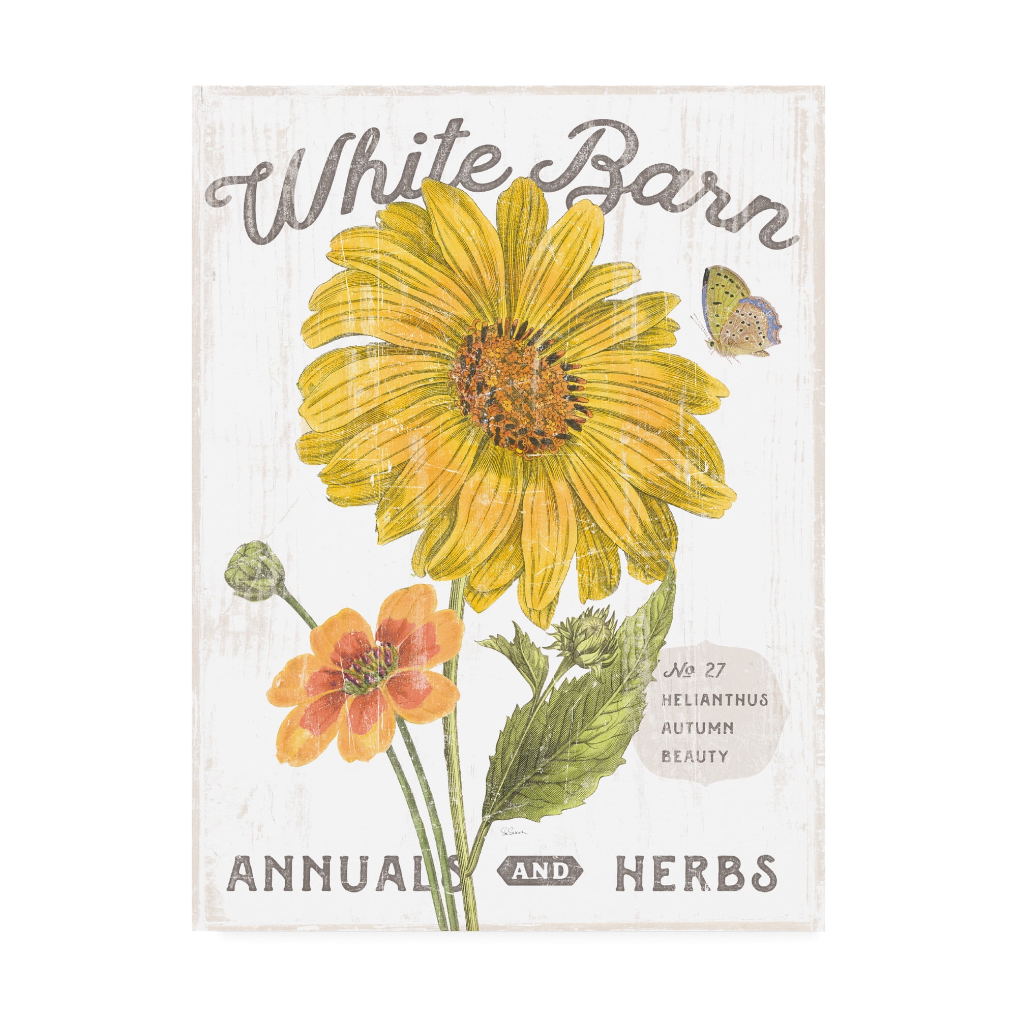 Trademark Fine Art 'White Barn Flowers I' Canvas Art by Sue Schlabach