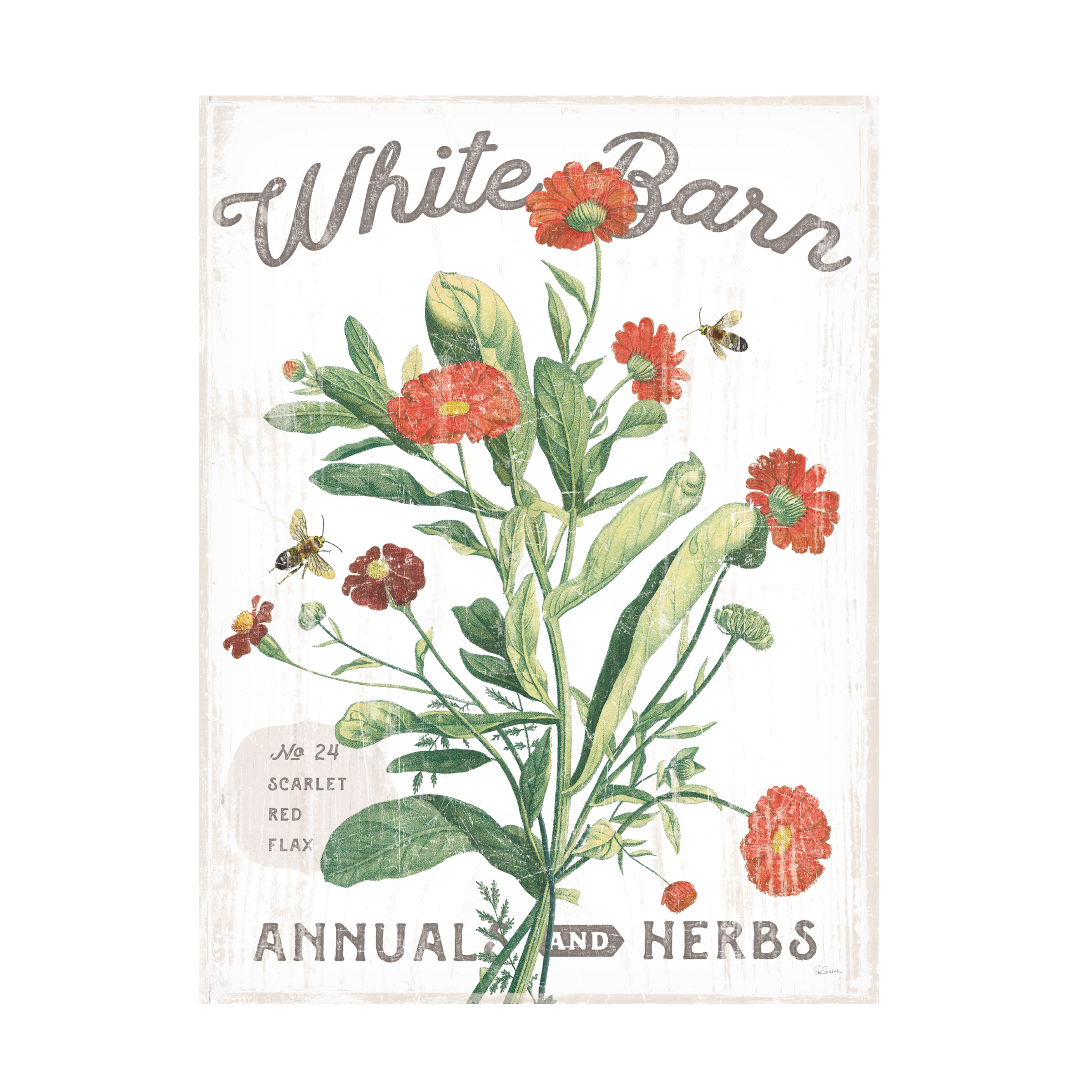 Trademark Fine Art 'White Barn Flowers IV' Canvas Art by Sue Schlabach