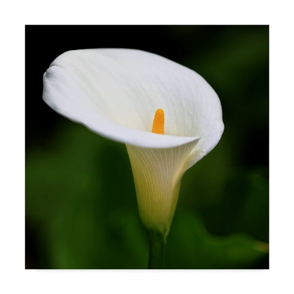 Trademark Fine Art 'White Beauty' Canvas Art by Beata Czyzowska Young