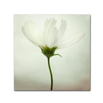 Trademark Fine Art 'White Cosmos' Canvas Art by Lotte Gronkjar