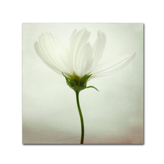 Trademark Fine Art 'White Cosmos' Canvas Art by Lotte Gronkjar