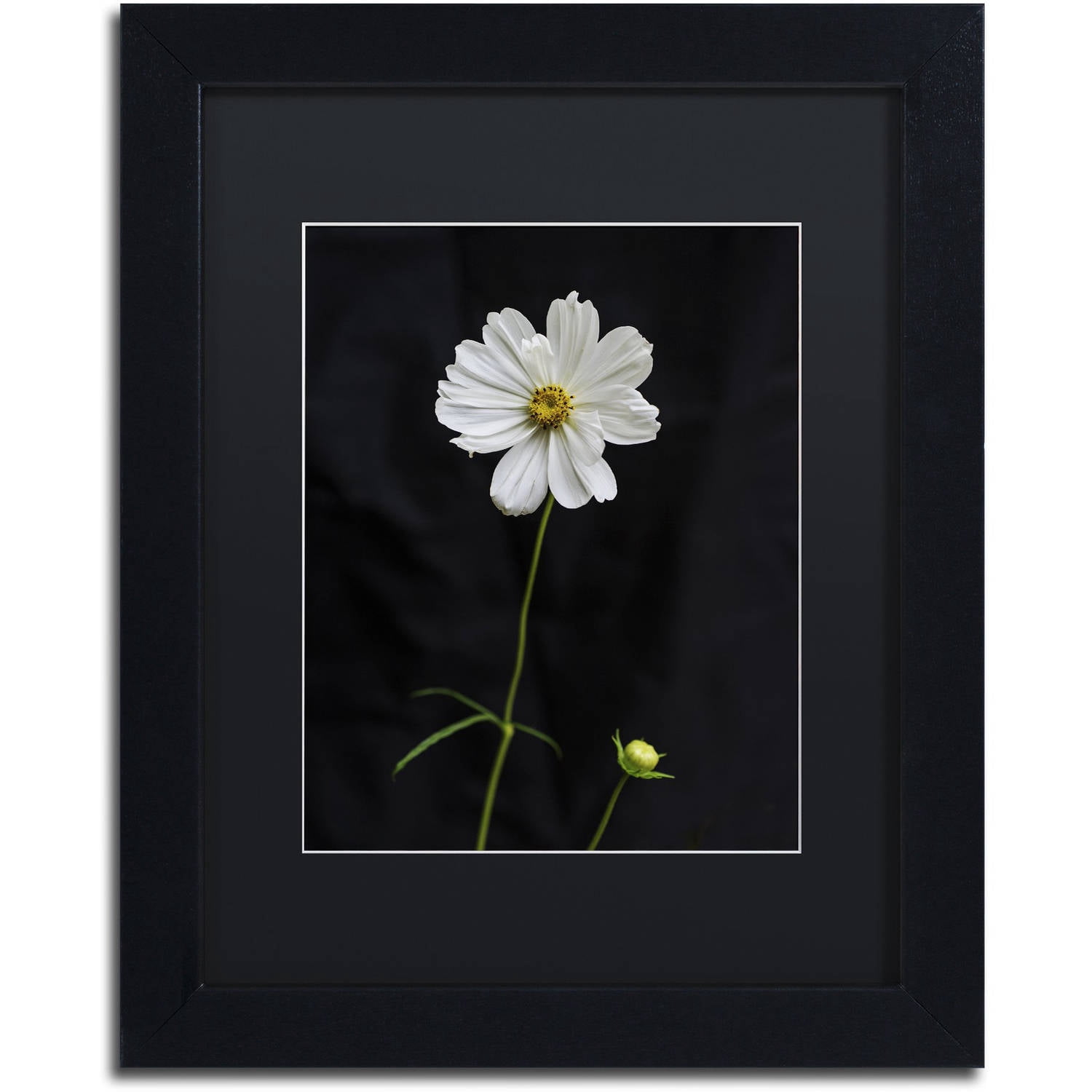 Trademark Fine Art "White Cosmos on Black" Canvas Art by Kurt Shaffer, Black Matte, Black Frame